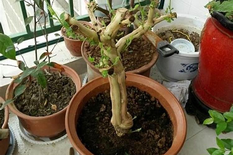 家里可以种金银花树吗？