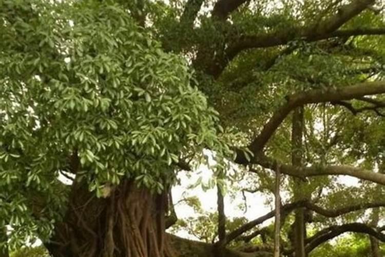 墓地种树风水注意哪几点