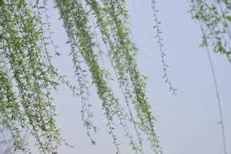 柳树风水解释 门前种柳树好么