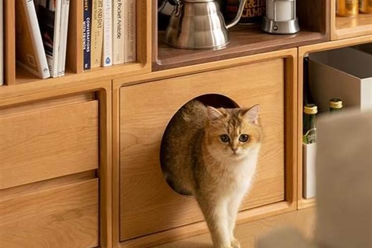 家里养猫财运好不好