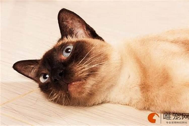 养猫是招财还是破财