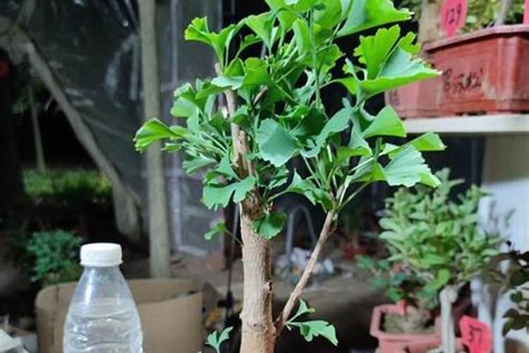 北面适合种些什么植物啊？