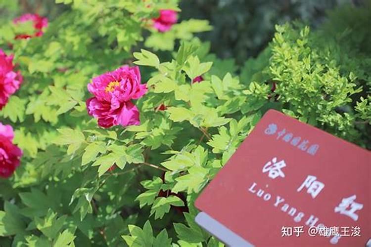牡丹花的风水