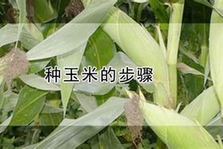 梦见离墓地周围是玉米地,看了一眼就赶紧往回走是怎么回事