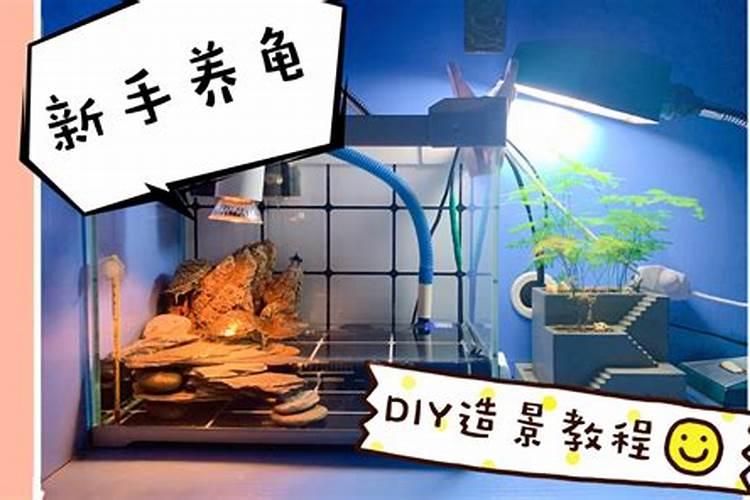 龟缸造景讲究多,想要既好看又实用,就得多下功夫