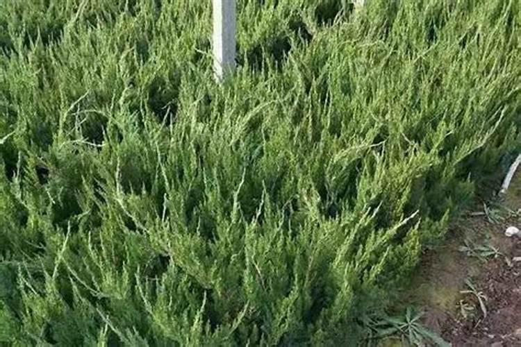 侧柏的寓意和象征风水