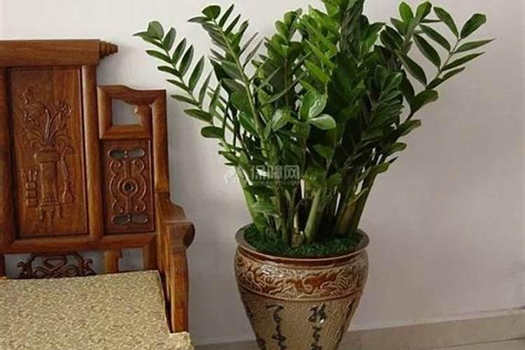 什么植物辟邪最旺财