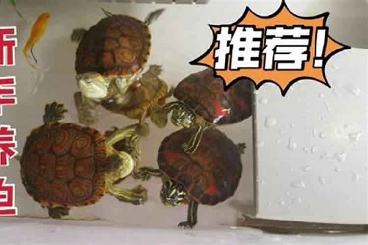 家庭养什么龟最旺风水龟