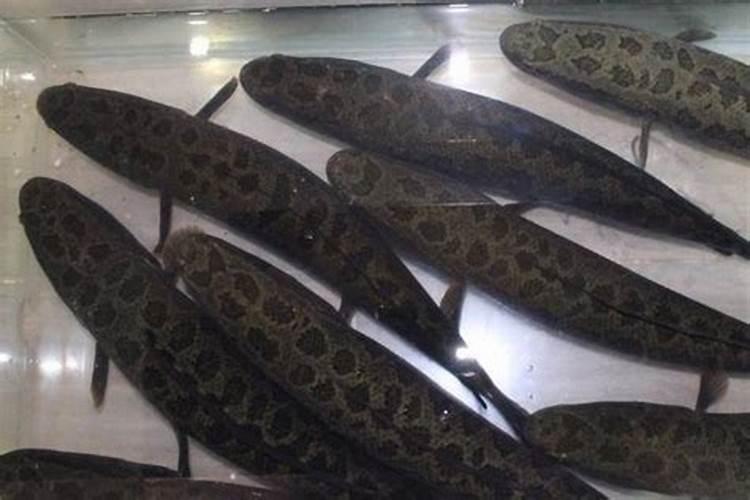 店门口招财应放什么绿植 店铺门前放什么植物招财