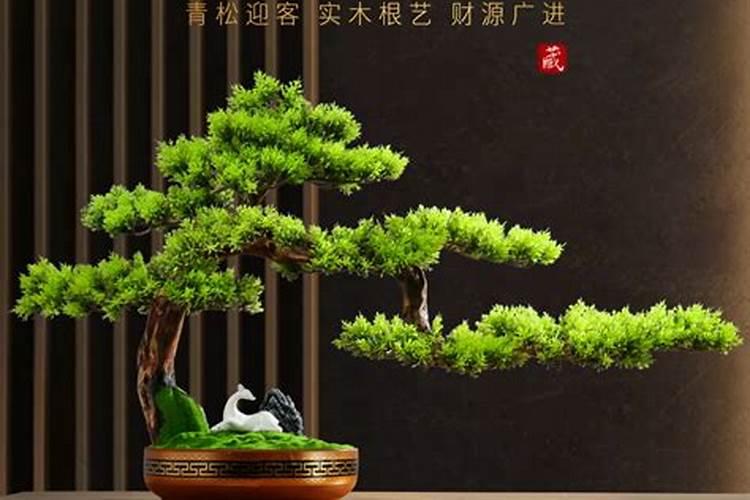 盆景发财树摆放在客厅哪里最旺 盆景发财树摆放在客厅什么位置最旺百度...