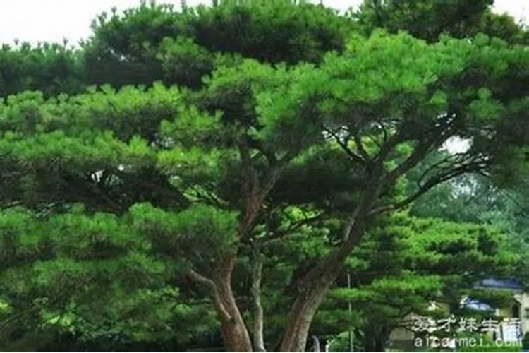 坟地栽什么树人财俩旺 坟上种4种树后代富贵
