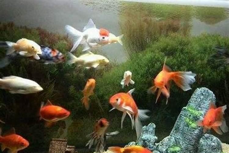 桃木放什么位置最旺