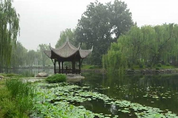 庭院栽什么植物风水好可以增加运势