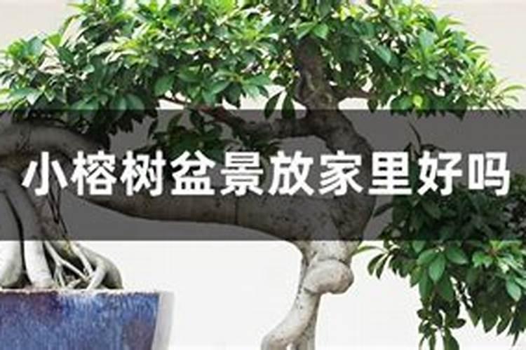 小榕树盆景放家里好吗(风水、寓意是好是坏)