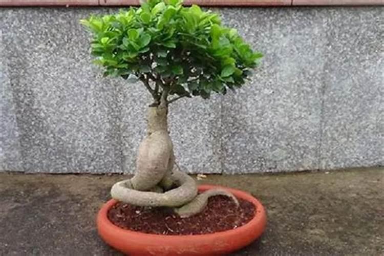 家里种小榕树风水好吗