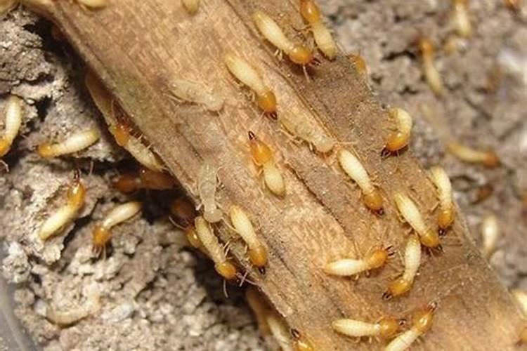 白蚁入屋风水怎样化解