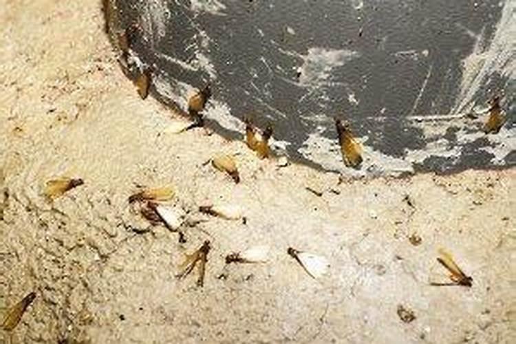 家里有白蚁风水不好吗