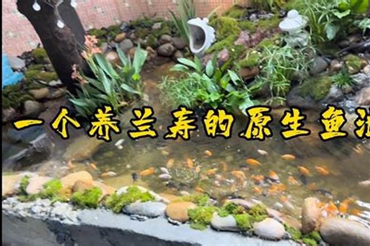 兰寿金鱼好不好养