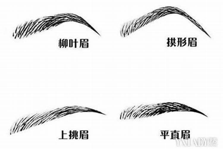 旺财的眉毛长啥样？最招财的眉形解说