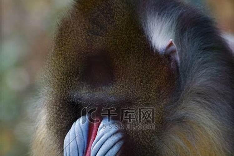 墓地风水解说:龟形地如何选墓地