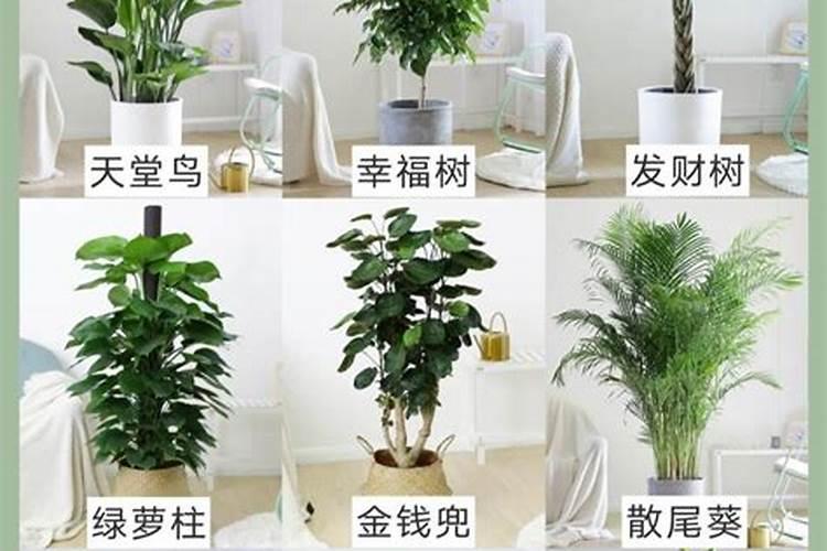家里养什么绿植招财镇宅旺 家里招财镇宅的绿植