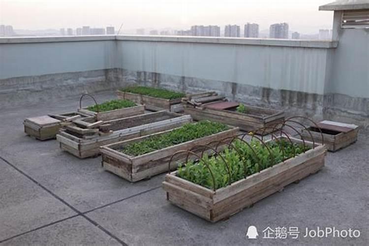 风水 门前大树