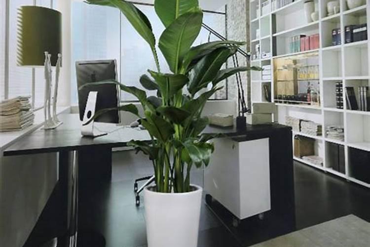办公桌绿植摆放风水有什么讲究？