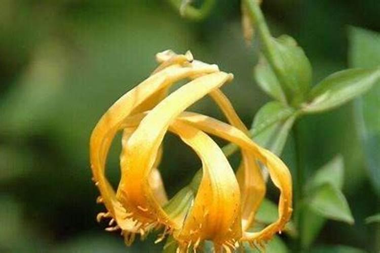 百合花是招财的吗