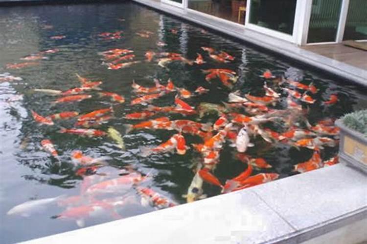 室外鱼池风水最佳方位