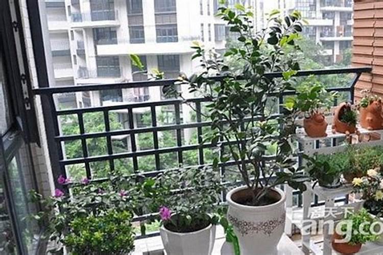 家居植物风水禁忌是什么？