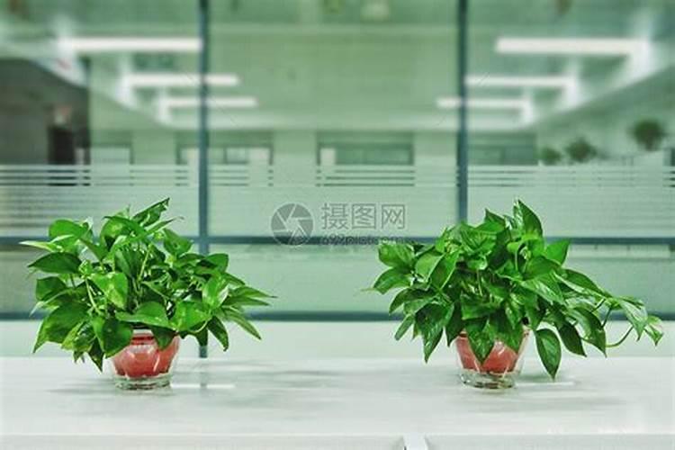 办公室放什么植物风水好九大植物介绍