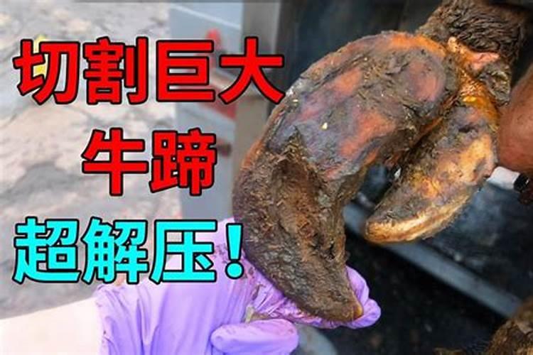 为什么说犀牛滚潭出天子