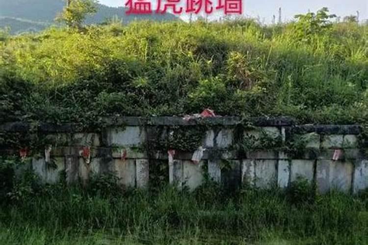 上山虎和下山虎有什么区别吗？