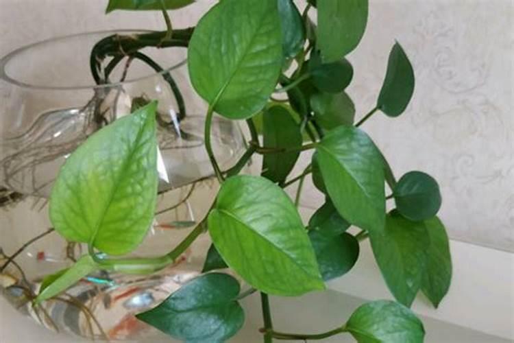 绿萝下垂看风水,根据长势情况观看风水运势