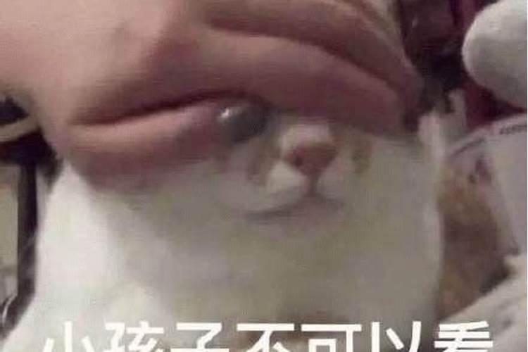 家里养猫对财运好不好 能镇宅辟邪吗