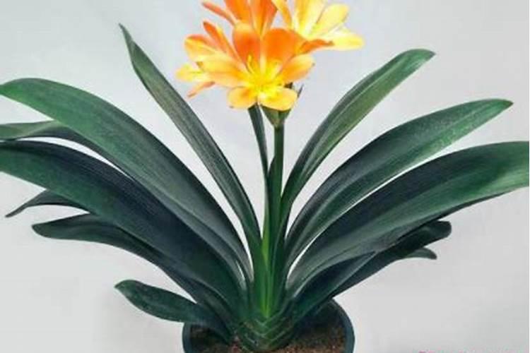 属虎什么花旺财