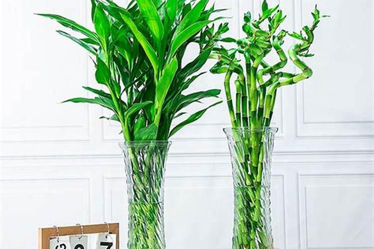 茶桌放什么植物风水好