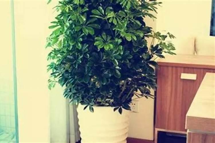 茶桌摆什么花最旺风水