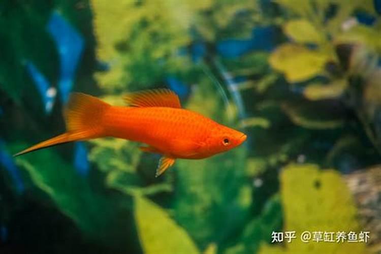 我痛苦我快乐作文700字