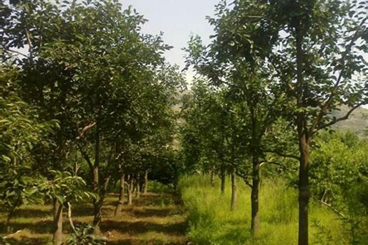 屋后栽什么树最旺风水