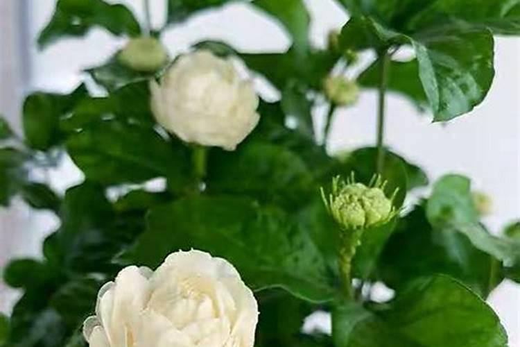 卧室放什么花风水好 适合卧室摆放的花