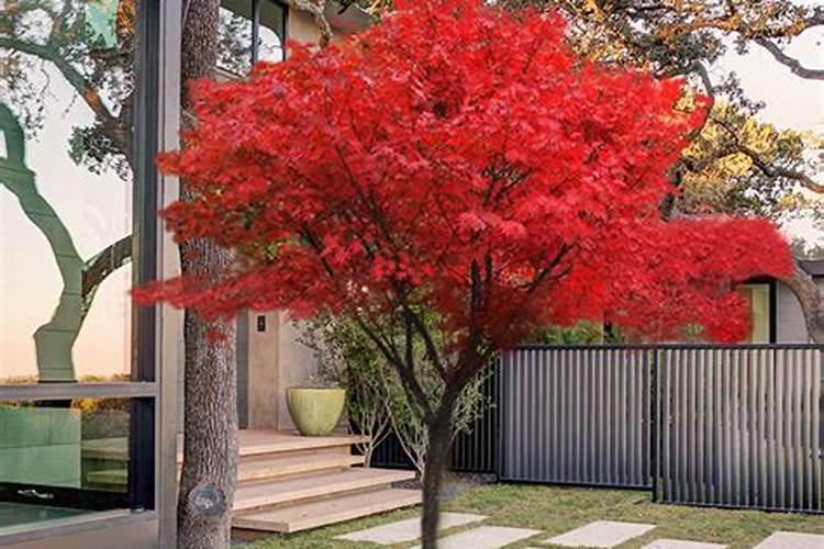 庭院种植红枫风水好吗红枫宜种庭院哪个方位风水好