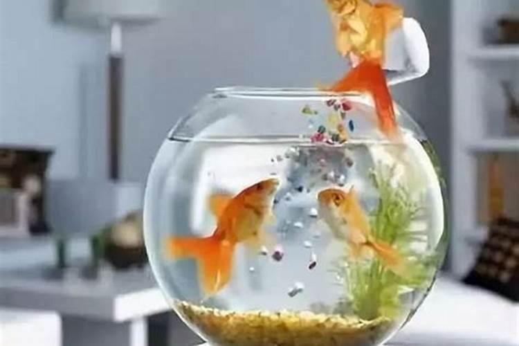 客厅养鱼好不好 风水