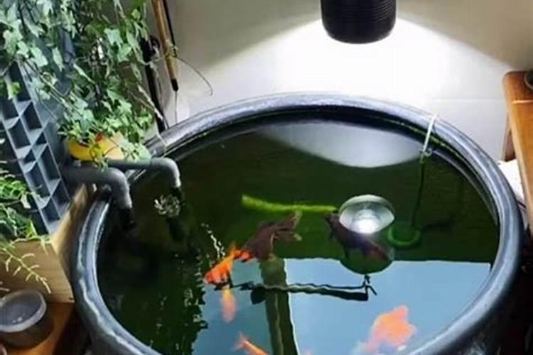 家里养鱼对风水有影响吗？
