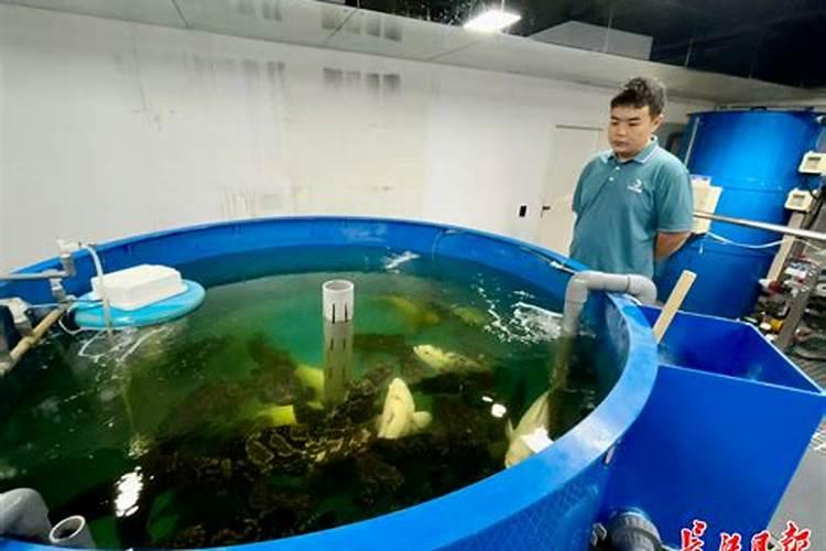 家居风水养鱼