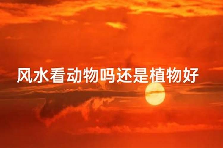 风水大师算命真的准吗