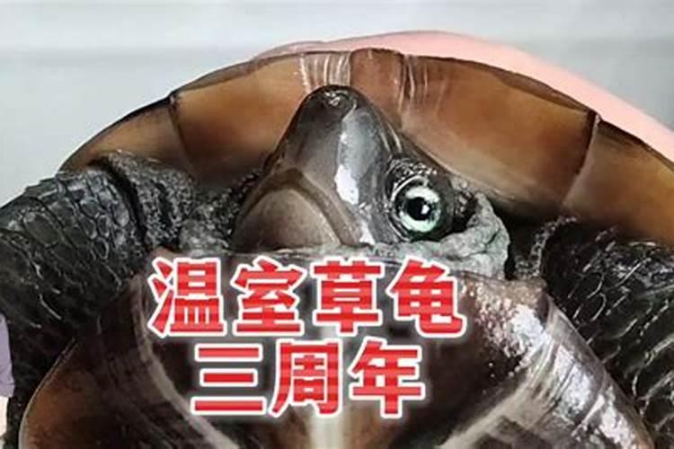 招财风水龟的象征风水