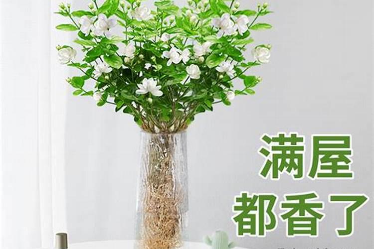 办公室放什么花旺事业办公室放哪种花能旺事业