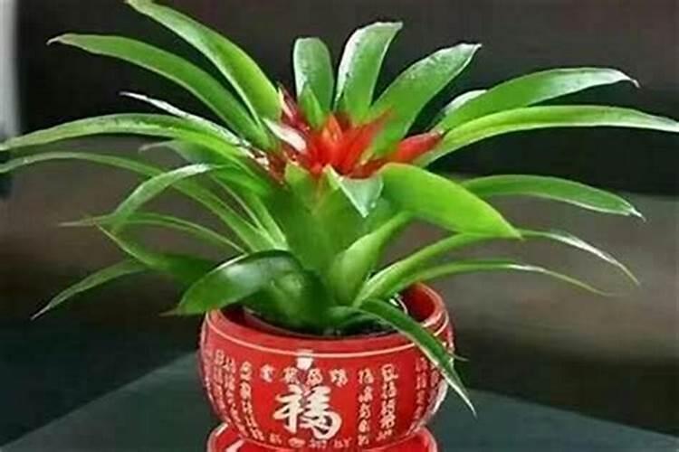 奶茶店适合放什么盆栽(适合奶茶店摆放的盆栽)