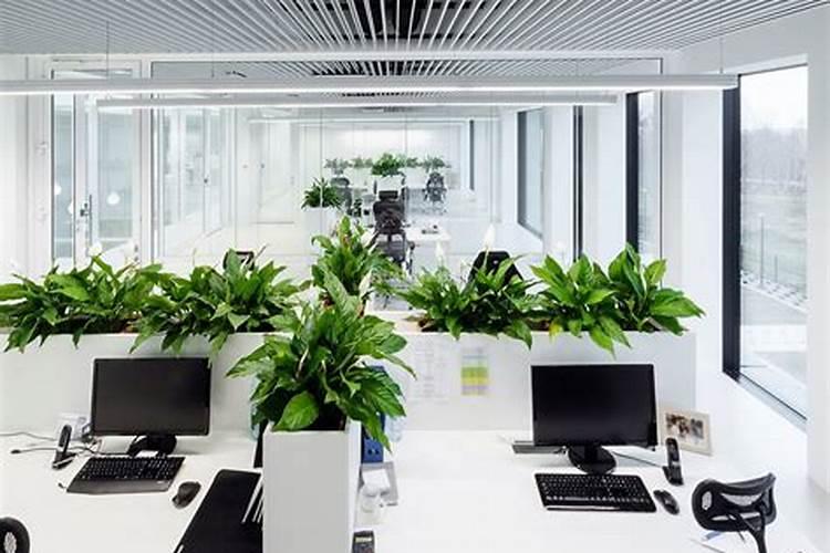 办公桌摆放绿植风水？